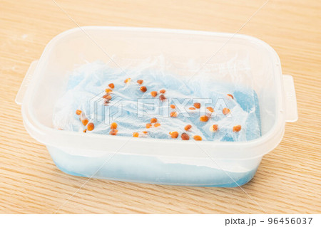 かいわれ大根の栽培 かいわれ大根の栽培 96456037