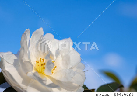 青空と白いサザンカの花 96456039