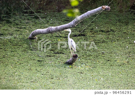 アオサギの狩 アオサギの狩 96456291