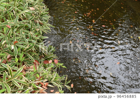 江戸川親水公園、東京江戸川区 96456885