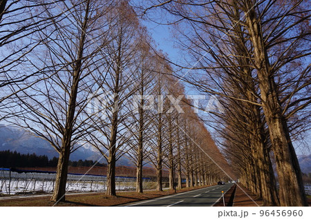 冬の美しいメタセコイヤの並木道, 高島市, 滋賀県, 日本 冬の美しいメタセコイヤの並木道, 高島市, 滋賀県, 日本 96456960