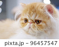 Exotic persian cat 96457547