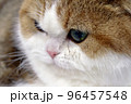 Exotic persian cat 96457548