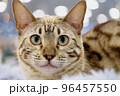 Exotic bengal cat 96457550