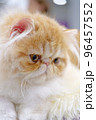 Exotic persian cat 96457552