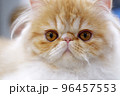Exotic persian cat 96457553