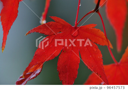 しっとりとぬれた紅葉の葉がさらに深い赤になっている しっとりとぬれた紅葉の葉がさらに深い赤になっている 96457573