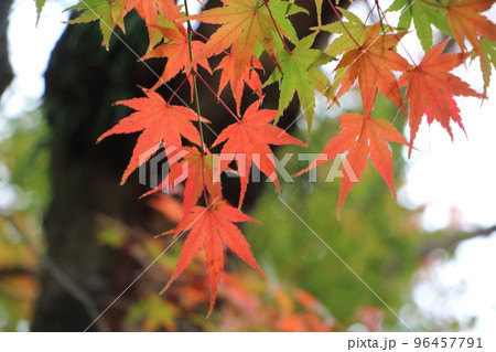 天拝山歴史自然公園の紅葉 96457791