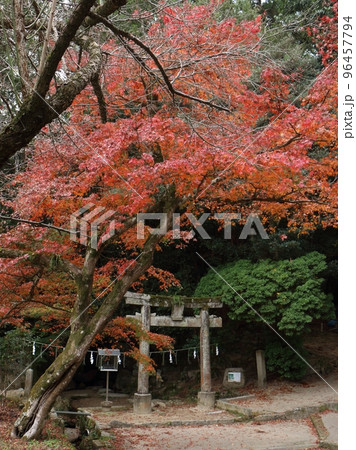 天拝山歴史自然公園の紅葉 天拝山歴史自然公園の紅葉 96457794