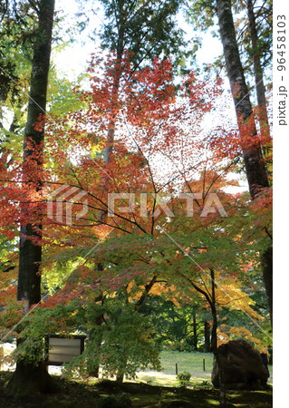 清水寺本坊庭園の紅葉 96458103