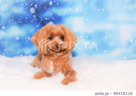 ミックス犬マルプーのスナップ ミックス犬マルプーのスナップ 96458116