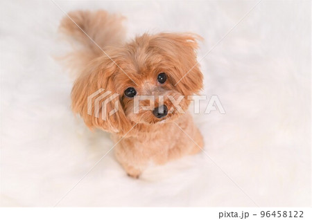 ミックス犬マルプーのスナップ ミックス犬マルプーのスナップ 96458122