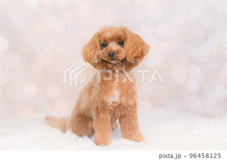 ミックス犬マルプーのスナップ ミックス犬マルプーのスナップ 96458125