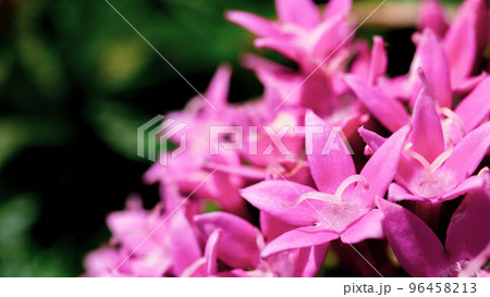 ペンタスの花 ペンタスの花 96458213