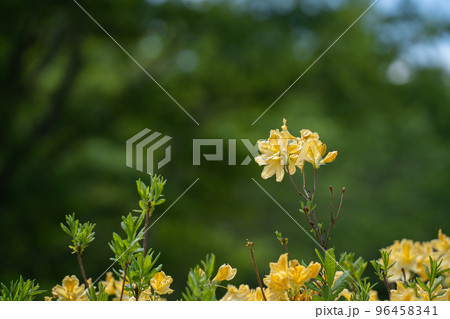 初夏を彩る笹ヶ峰のキバナツツジの花 96458341
