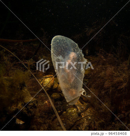 A close-up picture of a Moon jellyfish or Aurelia aurita with black seawater background 96458408