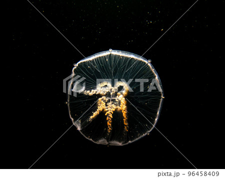 A close-up picture of a Moon jellyfish or Aurelia aurita with black seawater background A close-up picture of a Moon jellyfish or Aurelia aurita with black seawater background 96458409