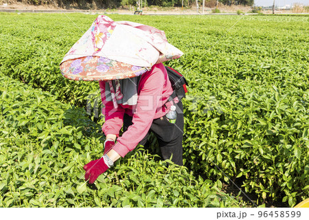 Farmers are harvesting Basil crops on the farmland in Changhua, Taiwan. Farmers are harvesting Basil crops on the farmland in Changhua, Taiwan. 96458599