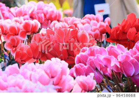 シクラメン　クリスマスフラワー　ガーデンシクラメン 96458668