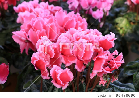 シクラメン　クリスマスフラワー　ガーデンシクラメン 96458690