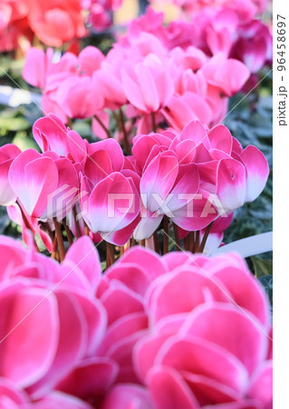 シクラメン　クリスマスフラワー　ガーデンシクラメン 96458697