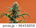 Macro a cannabis flower with the formula THC CBD CBN, CBD Chemical Formula. Concept of herbal alternative medicine, cbd oil, pharmaceutical industry. 96458856