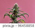 Flowering Medical Marijuana or CBD Cannabis Plant with Buds on Pink Background 96458858