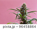 Flowering Medical Marijuana or CBD Cannabis Plant with Buds on Pink Background 96458864