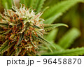 Macro a cannabis flower with the formula THC CBD CBN, CBD Chemical Formula. Concept of herbal alternative medicine, cbd oil, pharmaceutical industry. 96458870