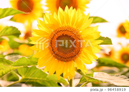 夏の花ひまわり 96458919