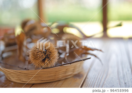 秋の訪れを知らせる栗 96458996