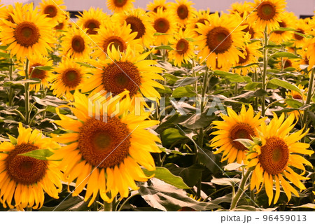 夏の花ひまわり 夏の花ひまわり 96459013