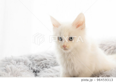 窓際の猫ベッドに入った白いメインクーンの仔猫 96459313