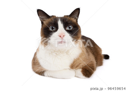 Lying snowshoe cat portrait looking into the camera isolated on white background Lying snowshoe cat portrait looking into the camera isolated on white background 96459654