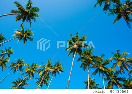 Lush green crowns of coconut palm trees over clear blue sky on tropical beach at summer day Lush green crowns of coconut palm trees over clear blue sky on tropical beach at summer day 96459661