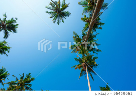 Coconut palm trees over blue sky at sunny summer day with copy space 96459663
