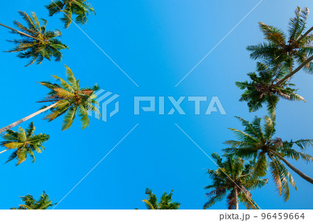 Tropical coconut palm trees over clear blue sky with copy-space 96459664