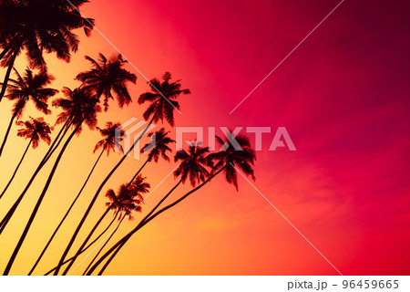 Coconut palm trees silhouettes on tropical beach with clear colorful sunset sky 96459665