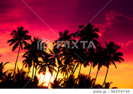Tropical coconut palm trees silhouettes at vivid colorful sunset with shining sun 96459746