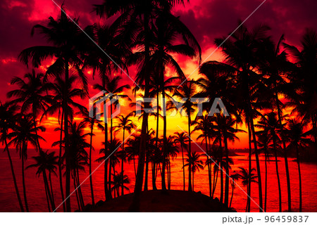 Vivid golden sunset on tropical coast with coconut palm trees silhouettes 96459837