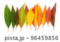 Life cycle of a leaf, season change concept. Autumn leaves from green to dark red in a row isolated 96459856