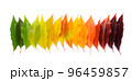 Colorful autumn leaf rainbow gradient transition from green to yellow and red leaves 96459857