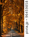 Empty country road with golden autumn acorn trees on sides, yellow fall foliage at sunny morning 96459858