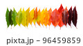 Life cycle of a leaf, season change concept. Autumn leaves from green to dark red in a row isolated 96459859