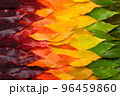 Colorful autumn leaf gradient transition from green to vibrant yellow and red leaves 96459860