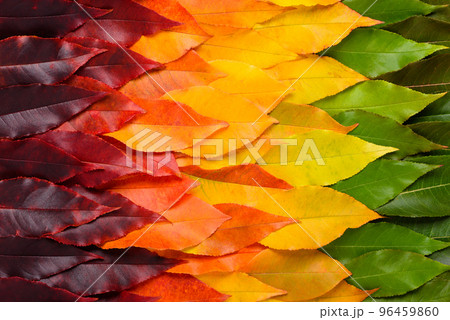 Colorful autumn leaf gradient transition from green to vibrant yellow and red leaves Colorful autumn leaf gradient transition from green to vibrant yellow and red leaves 96459860