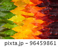 Vivid colorful autumn leaves gradient transition from green leaf to yellow and dark red 96459861