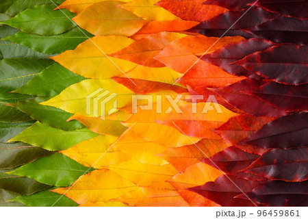 Vivid colorful autumn leaves gradient transition from green leaf to yellow and dark red Vivid colorful autumn leaves gradient transition from green leaf to yellow and dark red 96459861