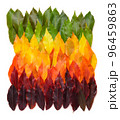 Colorful autumn leaves gradient transition from green leaf to yellow and dark red 96459863