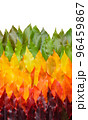 Autumn leaves gradient transition arrangement border isolated on white background 96459867